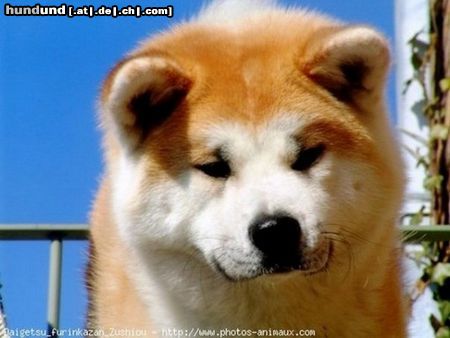 Akita Inu Multi CH Daigetsu FURINKAZAN 