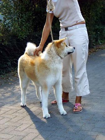 Akita Inu Nanae Go of RamsRaspel Kensha