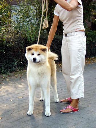 Akita Inu Nanae Go of RamsRaspel Kensha