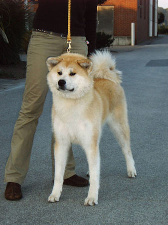 Akita Inu Nanae Go of RamsRaspel Kensha