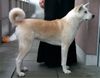 Akita Inu Hund