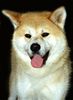 Akita Inu Hund