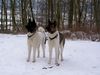 Akita Inu Hund