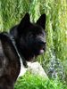 Akita Inu Hund