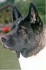 Akita Inu Hund