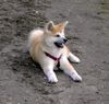 Akita Inu Hund