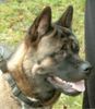 Akita Inu Hund
