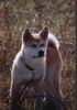 Akita Inu Foto: 19 Wochen alt (ID 2034) Akita Inu Hund