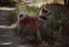 Akita Inu Foto: 19 Wochen alt (ID 2033) Akita Inu Hund