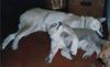 Akita Inu Foto: Reiko und Saphira vom Urteilskreuz (ID 3171) Akita Inu Hund