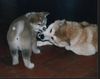 Akita Inu Foto: Reiko und Saphira vom Urteilskreuz (ID 3172) Akita Inu Hund