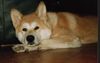 Akita Inu Hund