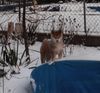 Akita Inu Foto: Saphira vom Urteilskreuz (ID 3169) Akita Inu Hund