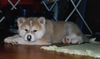Akita Inu Foto: Saphira vom Urteilskreuz (ID 3170) Akita Inu Hund