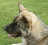 Akita Inu Hund