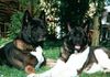 Akita Inu Hund