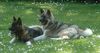 Akita Inu Hund