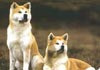 Akita Inu Foto (ID 178) Akita Inu Hund