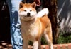 Akita Inu Foto (ID 179) Akita Inu Hund