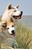 Akita Inu Hund