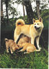 Akita Inu Hund