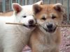 Akita Inu Hund