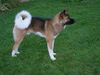 Akita Inu Hund