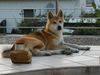 Akita Inu Hund
