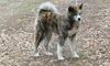 Akita Inu Hund