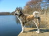 Akita Inu Hund