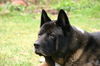 Akita Inu Foto: Gojo son mit 10 1/2 Jahren (ID 26178) Akita Inu Hund