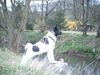 Akita Inu Hund