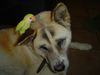 Akita Inu Hund
