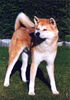 Akita Inu Hund