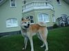 Akita Inu Hund