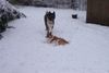 Akita Inu Hund