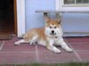 Akita Inu Hund