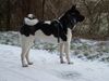 Akita Inu Hund