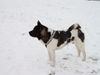 Akita Inu Hund