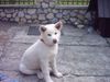 Akita Inu Hund