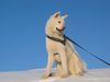 Akita Inu Hund