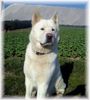 Akita Inu Hund