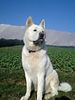 Akita Inu Hund