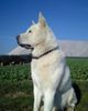 Akita Inu Foto: Jack (ID 40720) Akita Inu Hund