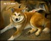 Akita Inu Hund