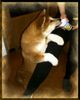 Akita Inu Hund