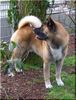 Akita Inu Hund