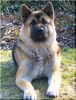 Akita Inu Hund