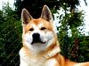 Akita Inu Hund