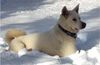 Akita Inu Hund